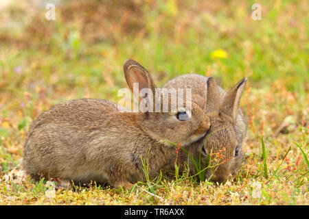 Europäische Kaninchen (Oryctolagus cuniculus), zwei junge Tiere sitzen zusammen auf einer Wiese, Deutschland, Niedersachsen, Norderney Stockfoto