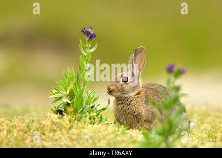 Europäische Kaninchen (Oryctolagus cuniculus), sitzen auf einer Wiese mit bugloss, Anchusa officinalis, Deutschland, Niedersachsen, Norderney Stockfoto