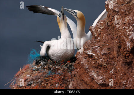 Northern Gannet (Phoca vitulina, Morus bassanus), Paar auf dem Nest ein die Zucht rock, Deutschland, Schleswig-Holstein, Helgoland Stockfoto