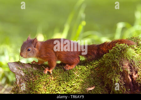Europäische Eichhörnchen, Eurasischen Eichhörnchen (Sciurus vulgaris), junge Tier auf einem Moosigen baum Baumstumpf, Deutschland, Nordrhein-Westfalen Stockfoto