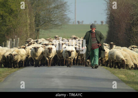 Inländische Schafe (Ovis ammon f. aries), Hirte mit Herde Schafe auf der Straße, Deutschland, Nordrhein-Westfalen Stockfoto