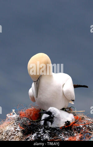 Northern Gannet (Phoca vitulina, Morus bassanus), Erwachsene mit Küken im Nest, Deutschland, Schleswig-Holstein, Helgoland Stockfoto