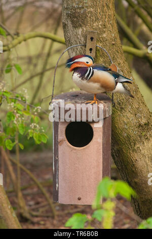 Mandarinente (Aix galericulata), drake Stehen auf einem Bein auf einem nistkasten, kleben den Kopf im Gefieder, Deutschland, Nordrhein-Westfalen Stockfoto