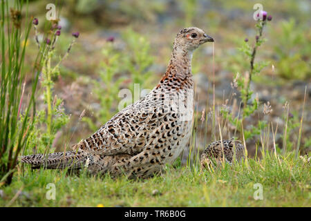 Gemeinsame Fasan, Kaukasus Fasan, kaukasische Fasan (Phasianus colchicus), Henne mit Küken in einer Wiese, Deutschland Stockfoto