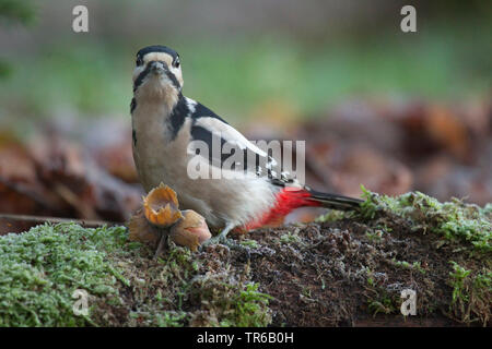 Buntspecht (Picoides major, Dendrocopos major), mit Gefallen Haselnüsse auf einem Moosigen baum stamm, Deutschland, Nordrhein-Westfalen Stockfoto