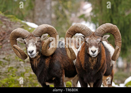 Mufflon (Ovis musimon, Ovis gmelini musimon, Ovis orientalis Musimon), zwei Widder Seite an Seite in einem Wald, mit fulminantem Hörner, Deutschland Stockfoto