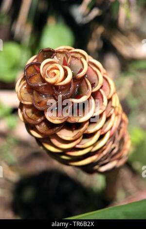 Beehive ginger (Zingiber spectabile), Blütenstand, Philippinen Stockfoto