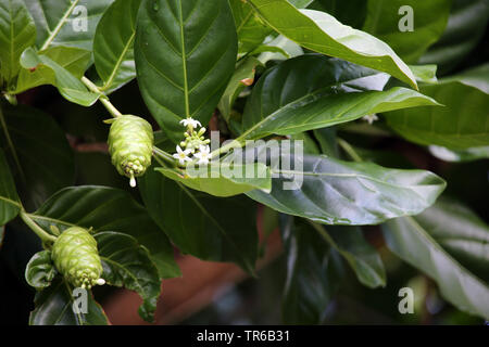 Indische Maulbeere, Schmerzmittel (Morinda Citrifolia, Morinda bracteata), blühende, Philippinen Stockfoto