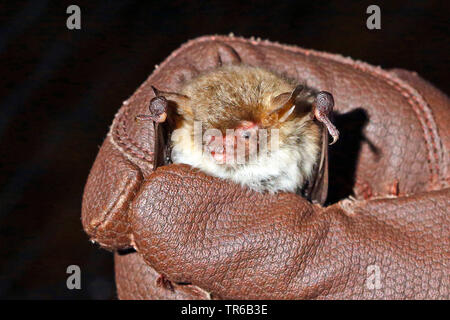 Natterer von bat (Myotis nattereri), ist in der Hand für die Prüfung statt, Deutschland Stockfoto