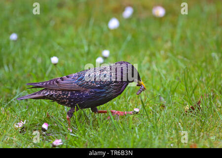 Gemeinsame Star (Sturnus vulgaris), der Nahrungssuche auf einer Wiese, Seitenansicht, Deutschland Stockfoto