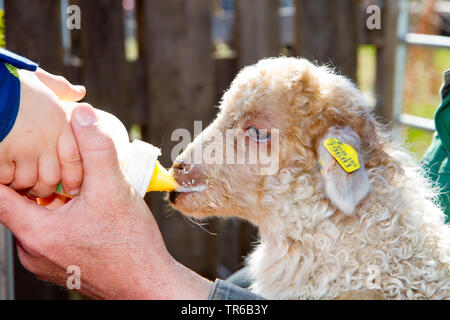 , Racka Racka Schafe (Ovis ammon f. aries), kleines Lamm ist mit der Flasche auf einem Bio-bauernhof, Seitenansicht gefüttert, Deutschland Stockfoto
