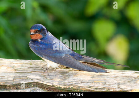 Rauchschwalbe (Hirundo rustica), sitzend auf Totholz, Deutschland, Hessen Stockfoto