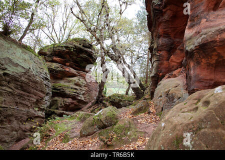 Felsformation Katzensteine, Deutschland, Nordrhein-Westfalen, Satzvey, Mechernich Stockfoto