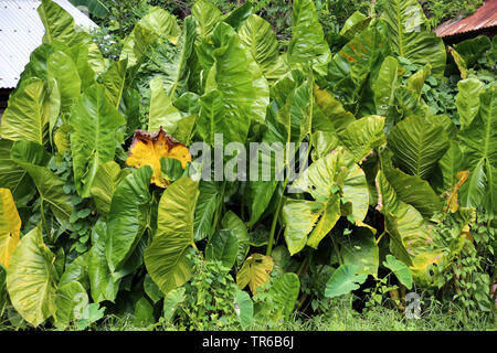 Riesige Taro, riesige alocasia (Alocasia macrorrhizos), Blätter, Philippinen Stockfoto