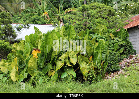 Riesige Taro, riesige alocasia (Alocasia macrorrhizos), Blätter, Philippinen Stockfoto