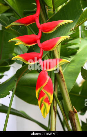 Karabinerverschluss heliconia (Heliconia Rostrata), Blütenstand, Philippinen, Southern Leyte, Panaon Island, Pintuyan Stockfoto