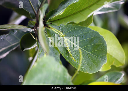 Indische Mandel (Terminalia catappa), Blütenstand, Philippinen, Southern Leyte Stockfoto