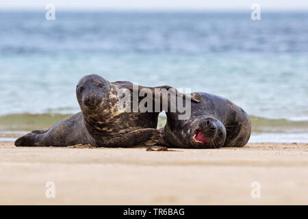 Kegelrobbe (Halichoerus grypus), zwei spielende junge Tiere am Strand, Vorderansicht, Deutschland, Schleswig-Holstein, Helgoland Stockfoto