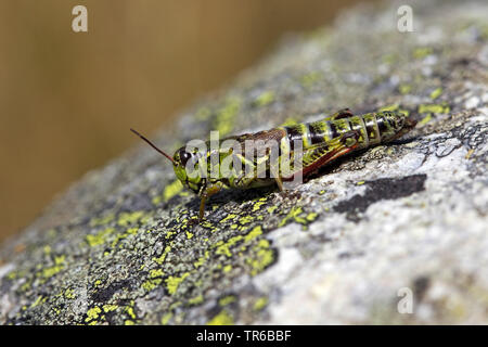 Nordic Mountain Heuschrecke, hohen Berg Grasshopper (Melanoplus frigidus, Bohemanella frigida), sitzt auf einem Stein, Seitenansicht, Schweiz, Wallis Stockfoto