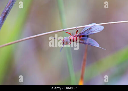 Waldameise (Formica rufa), die Königin mit Flügeln an einem Stengel, Deutschland, Baden-Württemberg Stockfoto