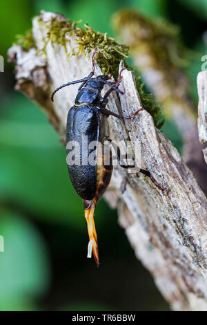 Prionus longhorn Beetle, größere britische Longhorn, Tanner, die Sawyer (Prionus Coriarius), Weibliche liegenden Eier, die auf Totholz, Deutschland, Baden-Württemberg Stockfoto