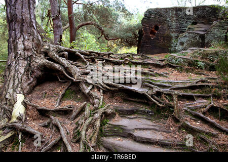 Baumwurzeln auf Felsen, natürliche Wahrzeichen Katzensteine, Deutschland, Nordrhein-Westfalen, Katzvey, Mechernich Stockfoto