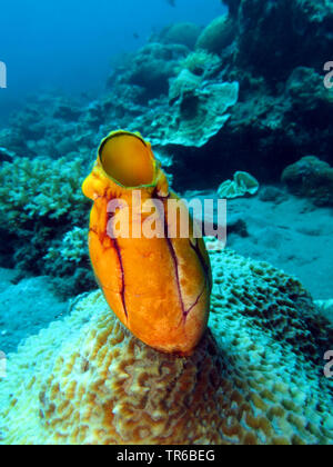 Golden Sea-Spritzen (Polycarpa aurata), am Meeresboden, Philippinen, Southern Leyte, Panaon Island, Pintuyan Stockfoto