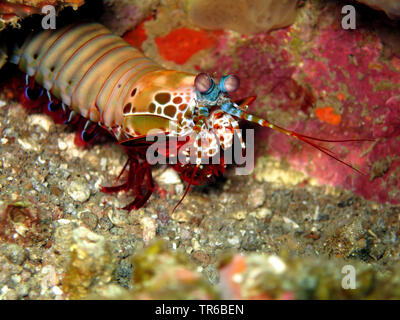 Peacock mantis Shrimp, farbige mantis Shrimp (Odontodactylus scyllarus), auf dem Meeresboden, Philippinen, Southern Leyte, Panaon Island, Pintuyan Stockfoto