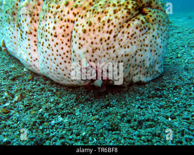 Elefant Kofferfische (Holothuria fuscopunctata), auf dem Meeresboden mit periclimenes Imperator, Philippinen, Southern Leyte, Panaon Island, Pintuyan Stockfoto