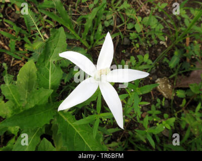 Laurentia, der Stern von Bethlehem (Laurentia longiflora, Isotoma longiflora, Hippobroma Longiflora), Blume, Philippinen, Southern Leyte Stockfoto