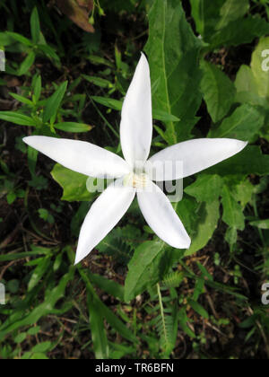 Laurentia, Star of Bethlehem (Laurentia Longiflora, Isotoma Longiflora, Hippobroma Longiflora), Blume Stockfoto