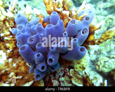 Schwamm (Haliclona spec.), die auf dem Riff, Philippinen, Southern Leyte, Panaon Island, Pintuyan Stockfoto