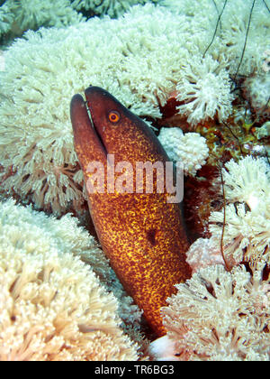 Gelb umrandete Moray (Gymnothorax flavimarginatus), zwischen Korallen, Porträt, Philippinen, Southern Leyte, Panaon Island, Pintuyan Stockfoto
