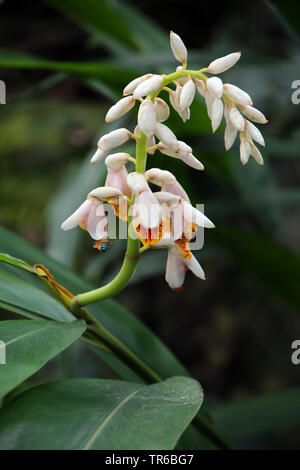 Shell Ingwer, Galgant, Rosa Porzellan Lily, Shell Blume, bunt Ingwer, Schmetterling Ingwer (alpinia Zerumbet), blühende, Singapur, Singapur Stockfoto