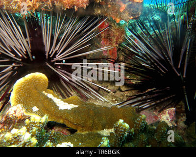 Gebänderte Urchin (Echinothrix calamaris), zwei Gebändert seeigel am Riff, Philippinen, Southern Leyte, Panaon Island, Pintuyan Stockfoto