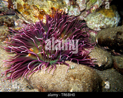 Korkenzieher Anemone, lange Tentakel Anemone, Rot base Anemone, Korkenzieher Tentakel Seeanemone (Macrodactyla doreensis), am Riff, Philippinen, Southern Leyte, Panaon Island, Pintuyan Stockfoto