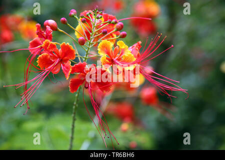 Peacock Blume, Barbados stolz, dwarf Poinciana, Barbados Blume - Zaun, Red Bird-of-Paradies, Red Bird of paradise (Caesalpinia pulcherrima), blühende, Singapur Stockfoto