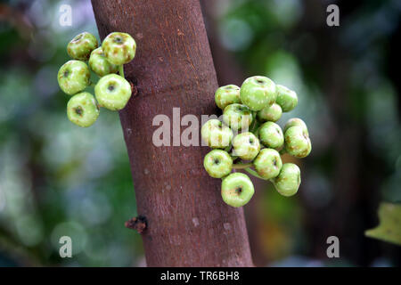 Gemeinsame Gelb Stem-Fig (Ficus fistulosa), Obst am Stamm, Singapur, Botanischer Garten Stockfoto