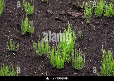 Ackerschachtelhalm (Equisetum arvense), Torf, Deutschland, Bayern, Murnauer Moos Stockfoto