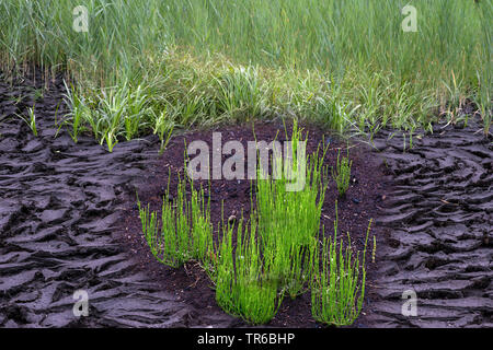 Ackerschachtelhalm (Equisetum arvense), Torf, Deutschland, Bayern, Murnauer Moos Stockfoto