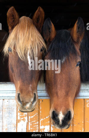 Inländische Pferd (Equus przewalskii f. caballus), zwei Pferde peering von einem stabilen, Deutschland, Bayern, Oberbayern, Oberbayern Stockfoto