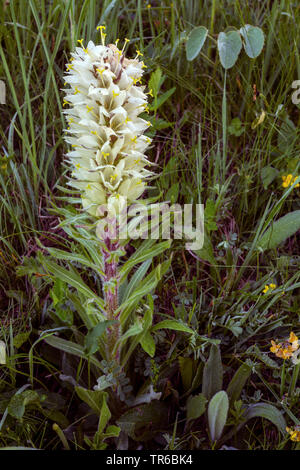 Gelbe Glockenblume (Campanula thyrsoides Subsp thyrsoides, Campanula Thyrsoides), blühende, Österreich, Tirol, Lechtaler Alpen Stockfoto