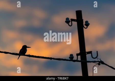 White-throated Kingfisher, White-breasted Kingfisher, Fluss Kingfisher (Halcyon smyrnensis), sitzend auf Transmission Line, Israel Stockfoto