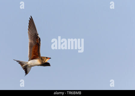 (Glareola pratincola collared pratincole), Fliegende, Israel Stockfoto