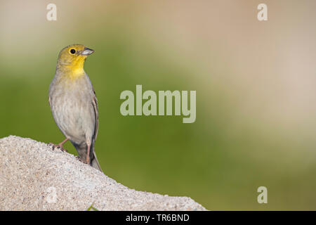 Cinereous Bunting (Emberiza cineracea), auf einem Felsen sitzend, Lesbos, Griechenland Stockfoto