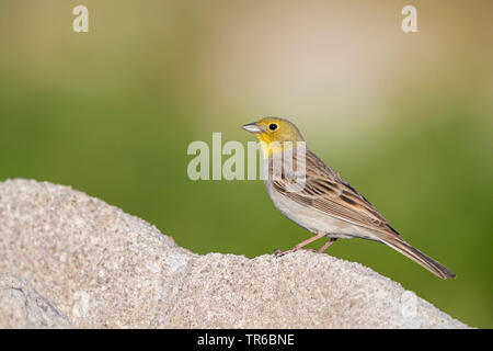 Cinereous Bunting (Emberiza cineracea), auf einem Felsen sitzend, Lesbos, Griechenland Stockfoto