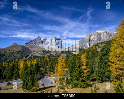 Gemeinsame Lärche, Europäische Lärche (Larix decidua, Larix europaea), Sella Pass Südtirol, Grohmannspitze, Fuenffingerspitze, Langkofel, Italien, Südtirol, Dolomiten Stockfoto