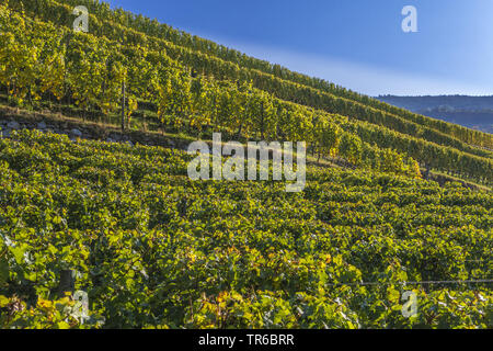 Weinberge am Kloster Neustift, Brixen, Italien, Südtirol Stockfoto