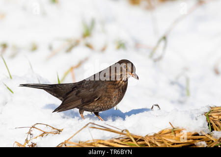 Amsel (Turdus Merula), weibliche im Schnee, Deutschland Stockfoto