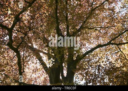 Rotbuche (Fagus sylvatica var. purpurea, Fagus sylvatica 'Atropunicea', Fagus sylvatica Atropunicea), Krone, Deutschland Stockfoto